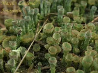 Fijn bekermos [Cladonia chlorophaea]